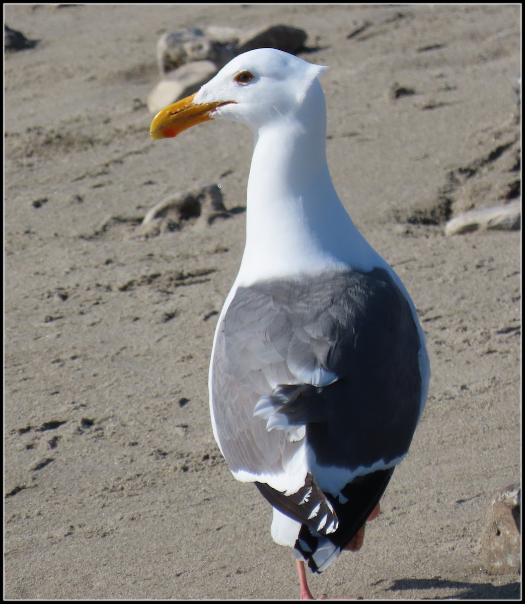 Western Gull - ML549670021