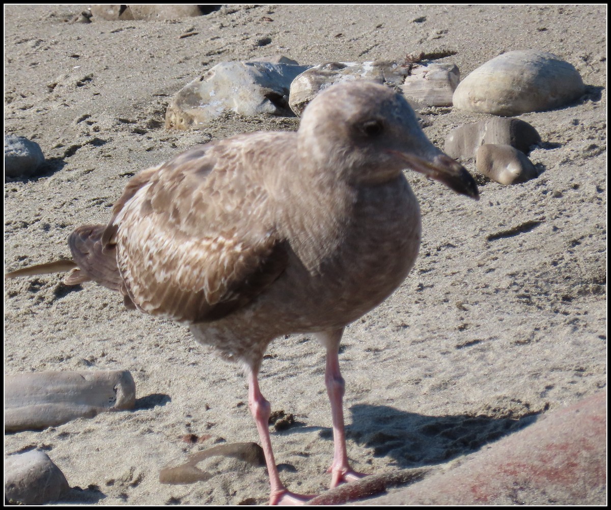 Western Gull - ML549670031