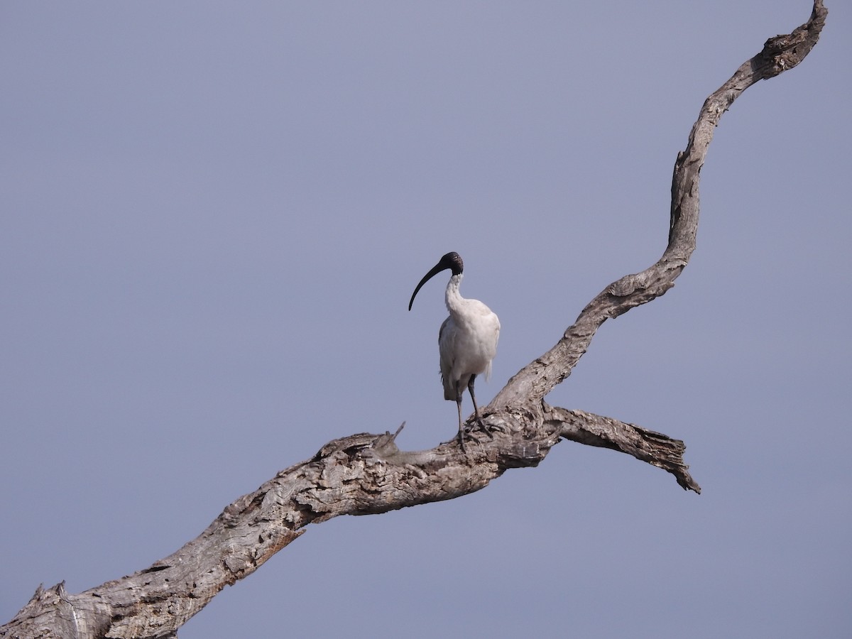 Australian Ibis - Bridget Allan