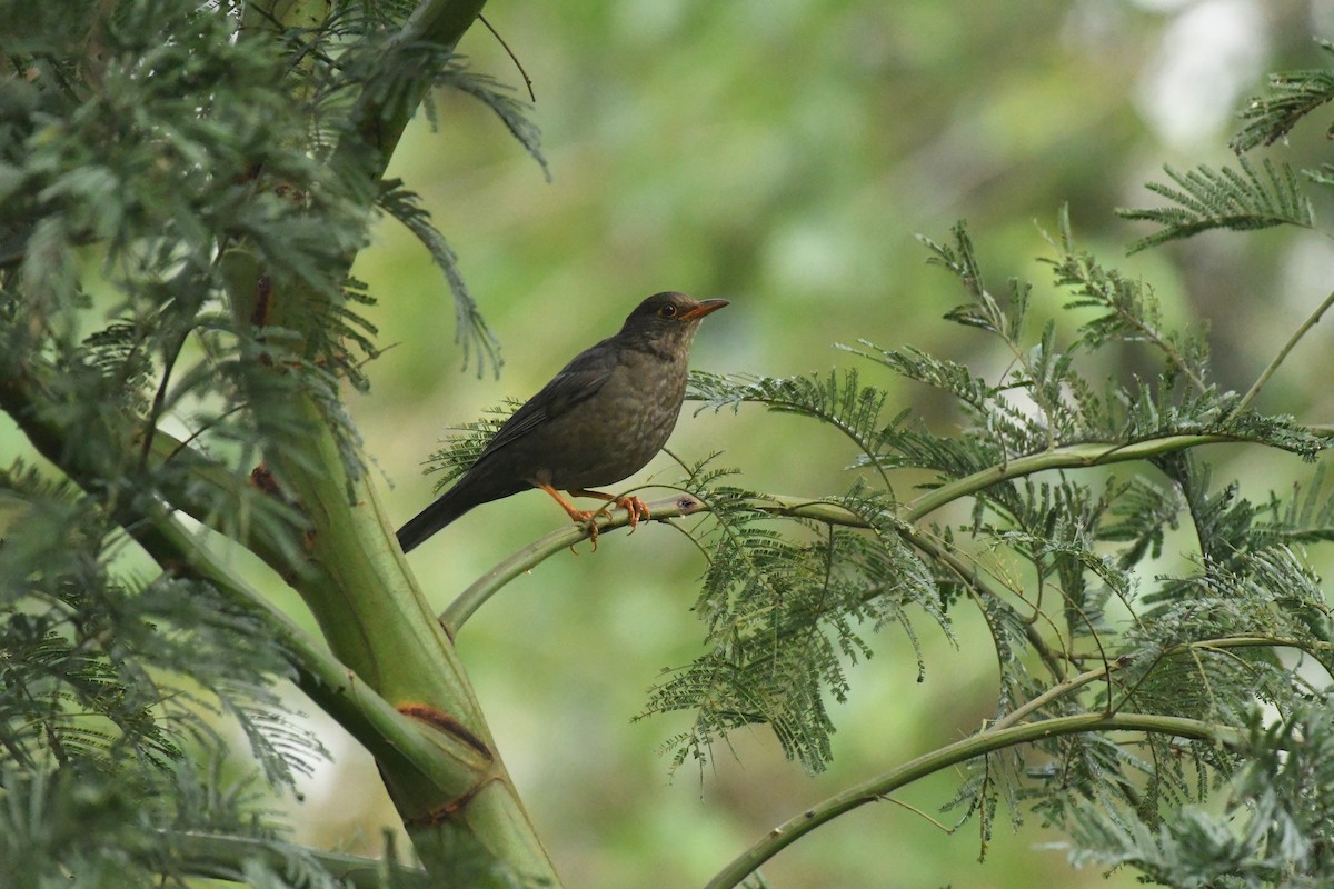 Indian Blackbird - ML549671081
