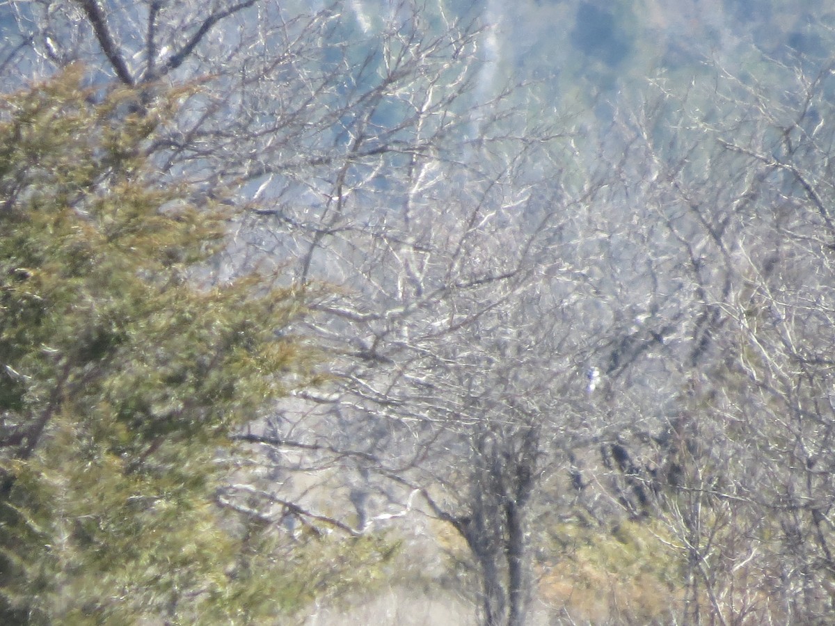 Loggerhead Shrike - ML54967191