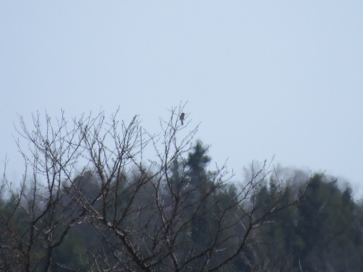 Loggerhead Shrike - ML54967201