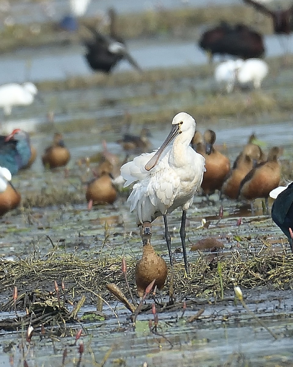 Eurasian Spoonbill - Mohan C P