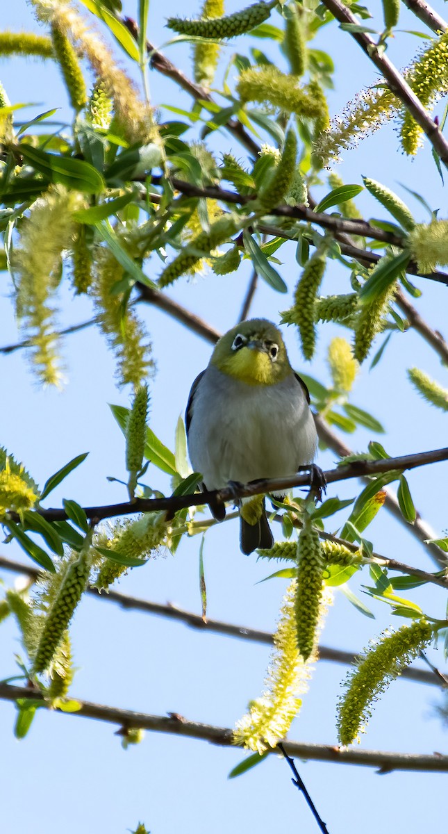 Swinhoe's White-eye - ML549672791