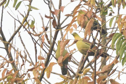 Ashy-headed Green-Pigeon - Amitava Dutta