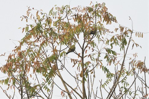 Ashy-headed Green-Pigeon - Amitava Dutta