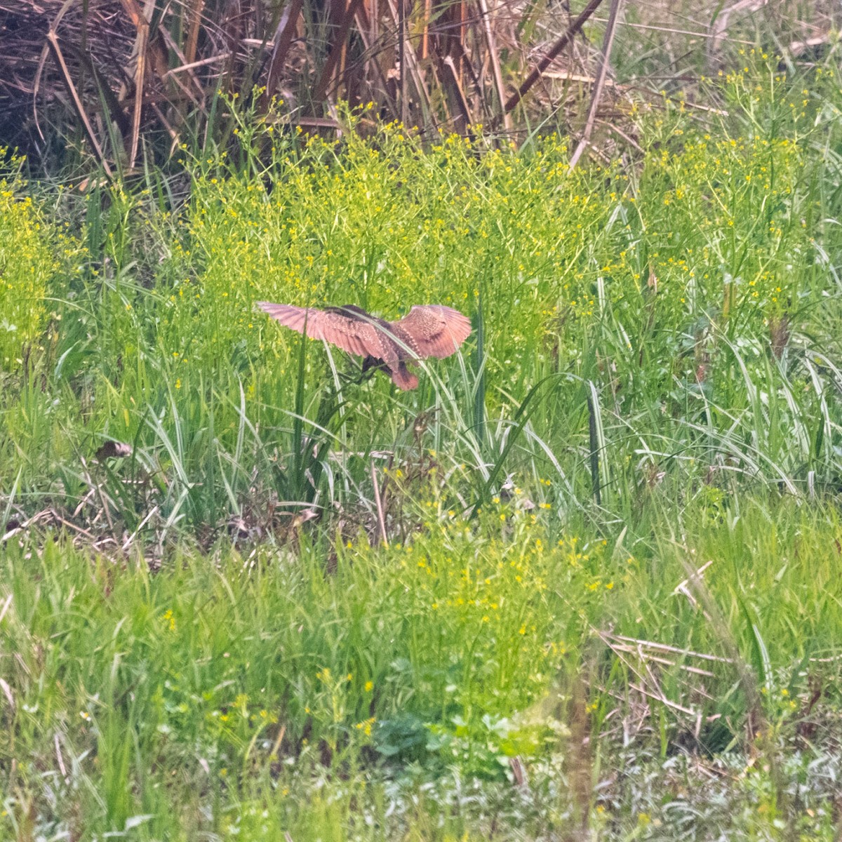 Cinnamon Bittern - ML549673891