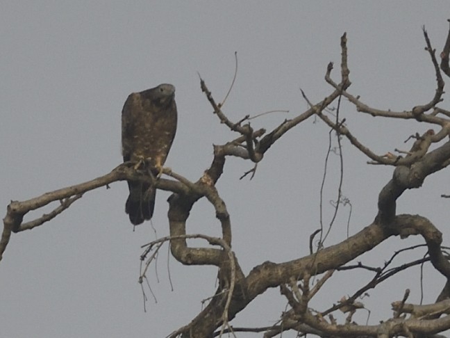 Oriental Honey-buzzard - ML549673951