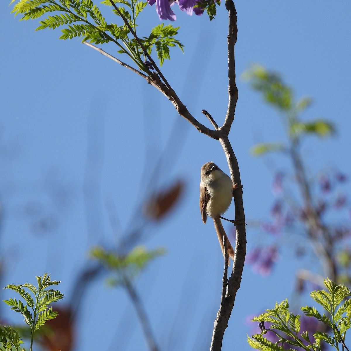 Gray-breasted Prinia - ML549674101