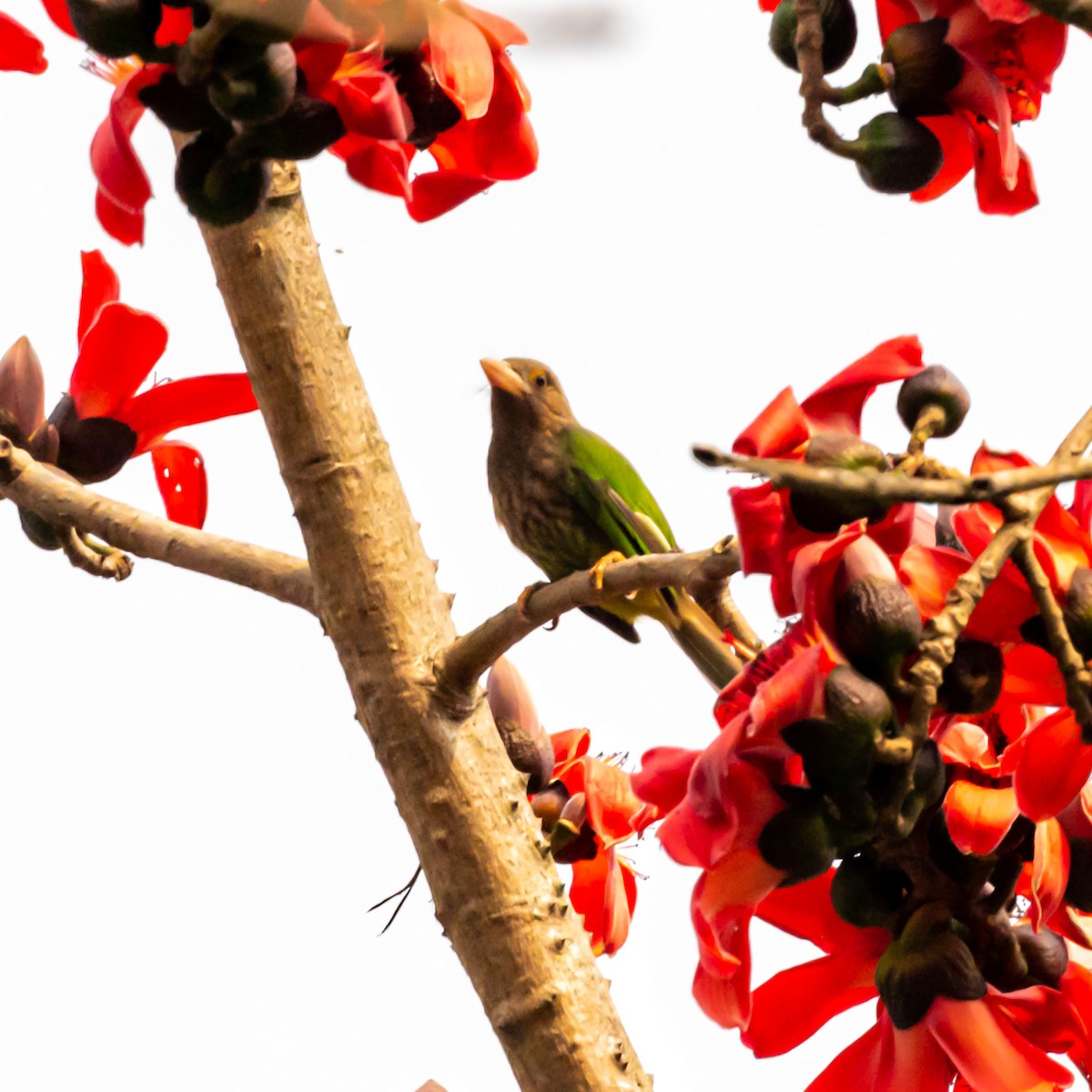 Lineated Barbet - Amitava Dutta