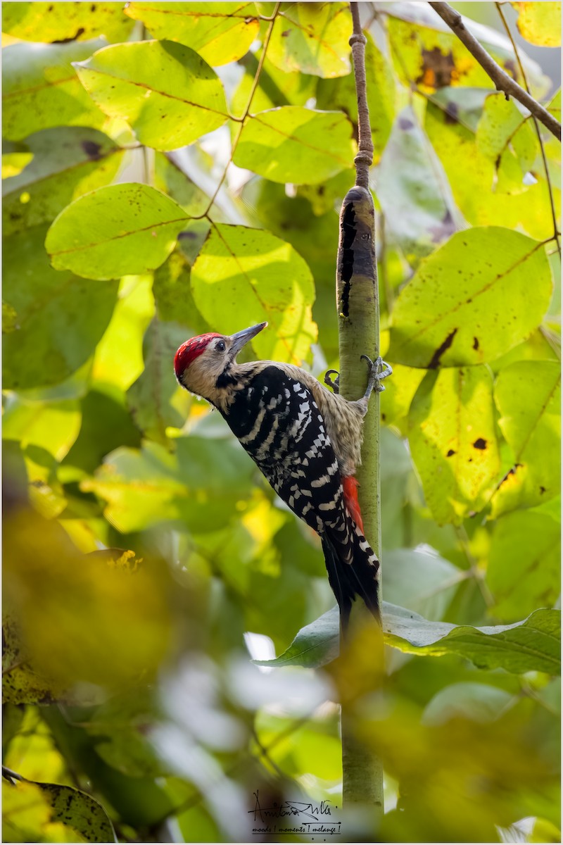 Fulvous-breasted Woodpecker - ML549674241