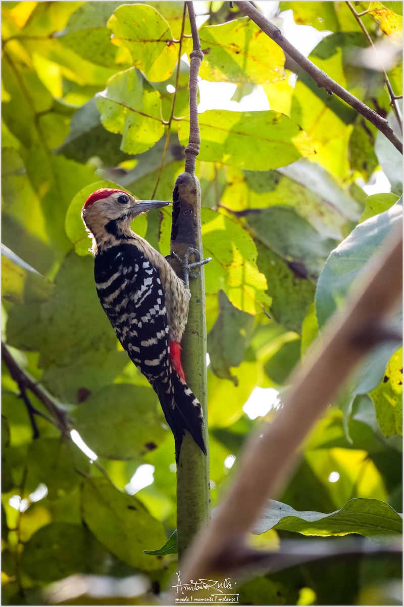 Fulvous-breasted Woodpecker - Amitava Dutta