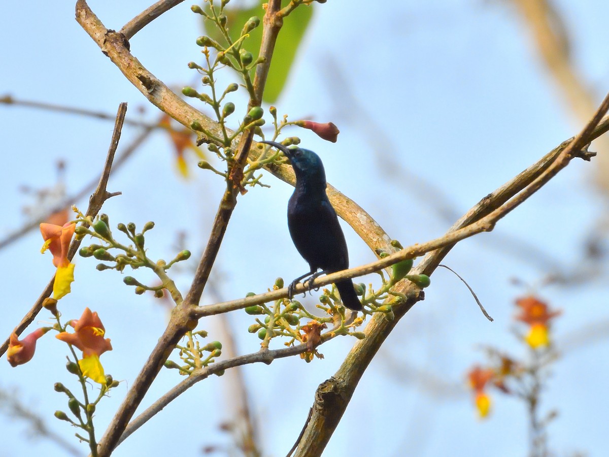 Purple Sunbird - ML549674281