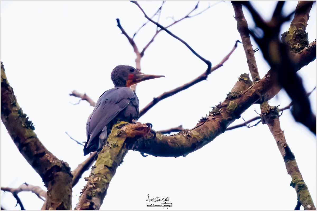 Great Slaty Woodpecker - Amitava Dutta