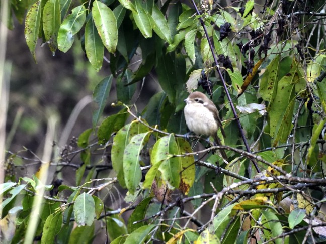 Brown Shrike - ML549674571