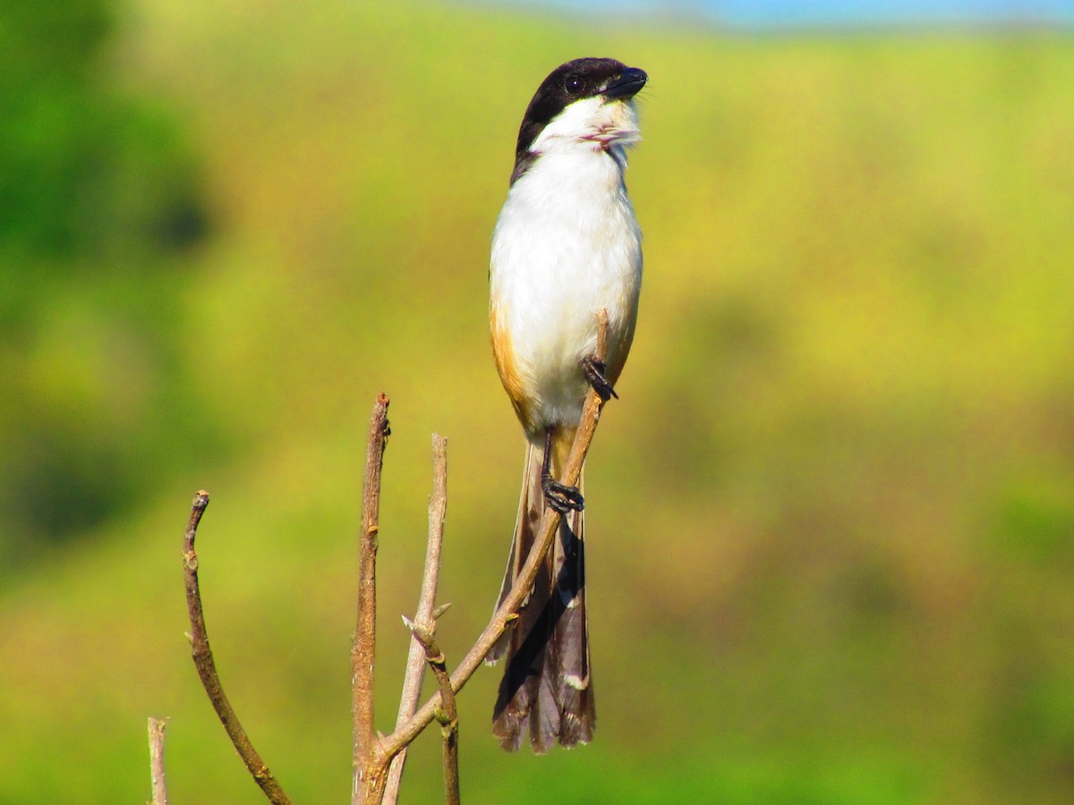 Long-tailed Shrike - ML549675261