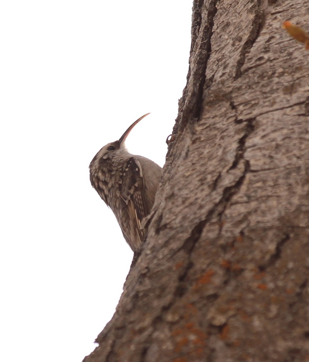 Bar-tailed Treecreeper - ML549675551