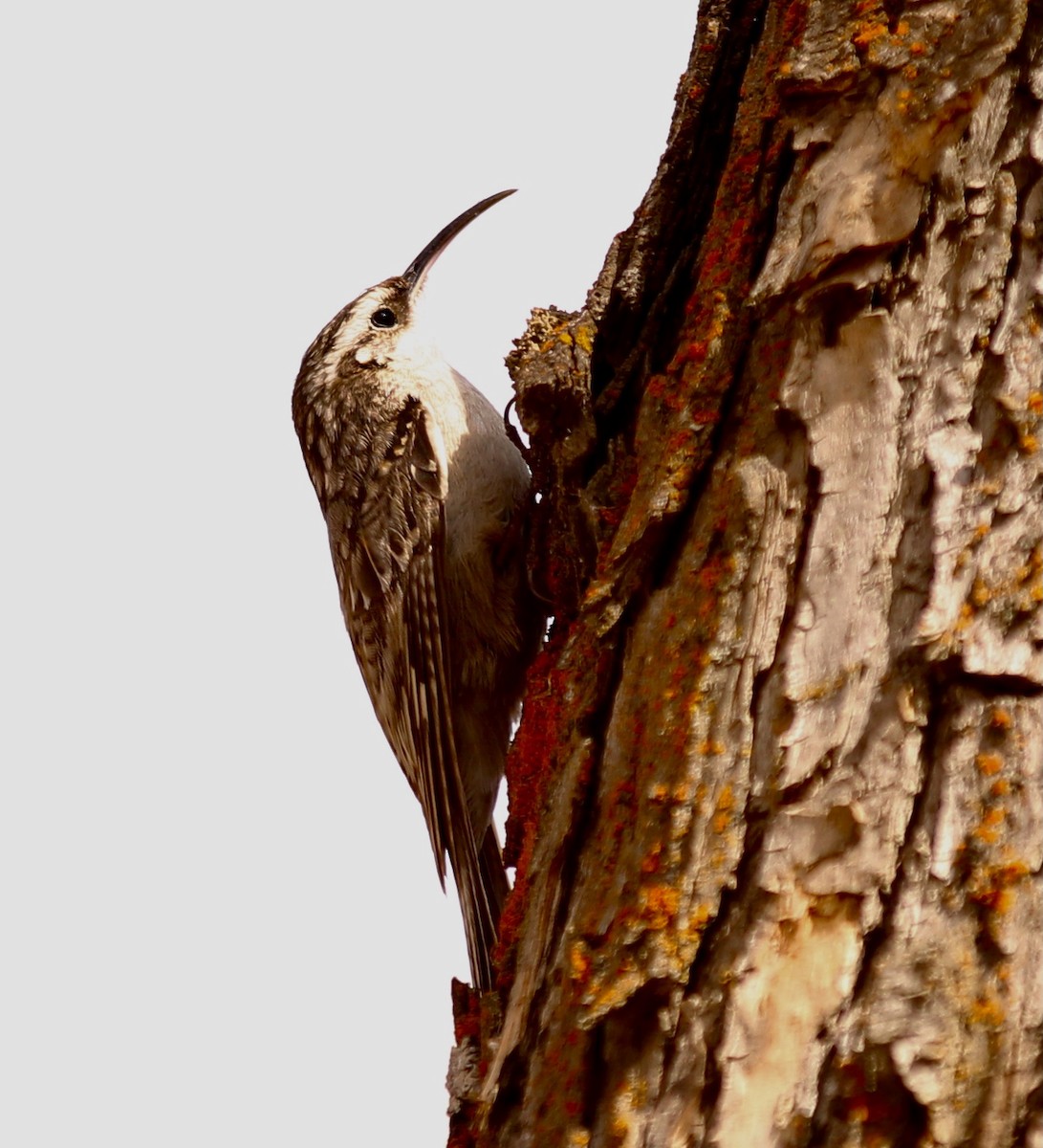 Bar-tailed Treecreeper - ML549675571