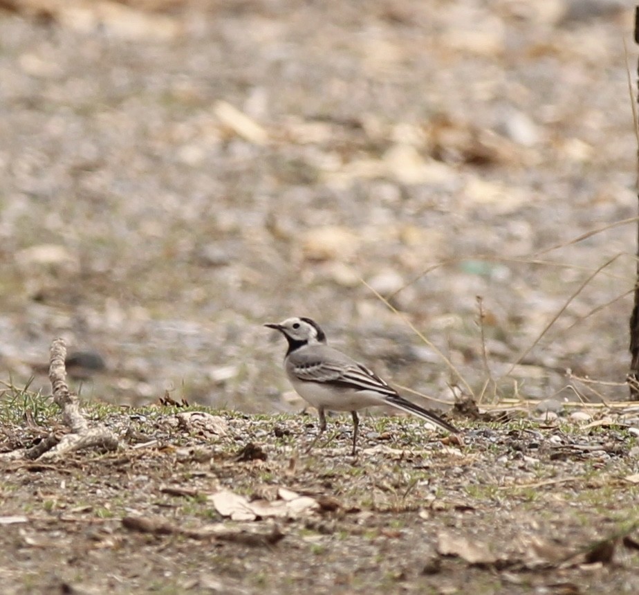 White Wagtail (White-faced) - ML549675581