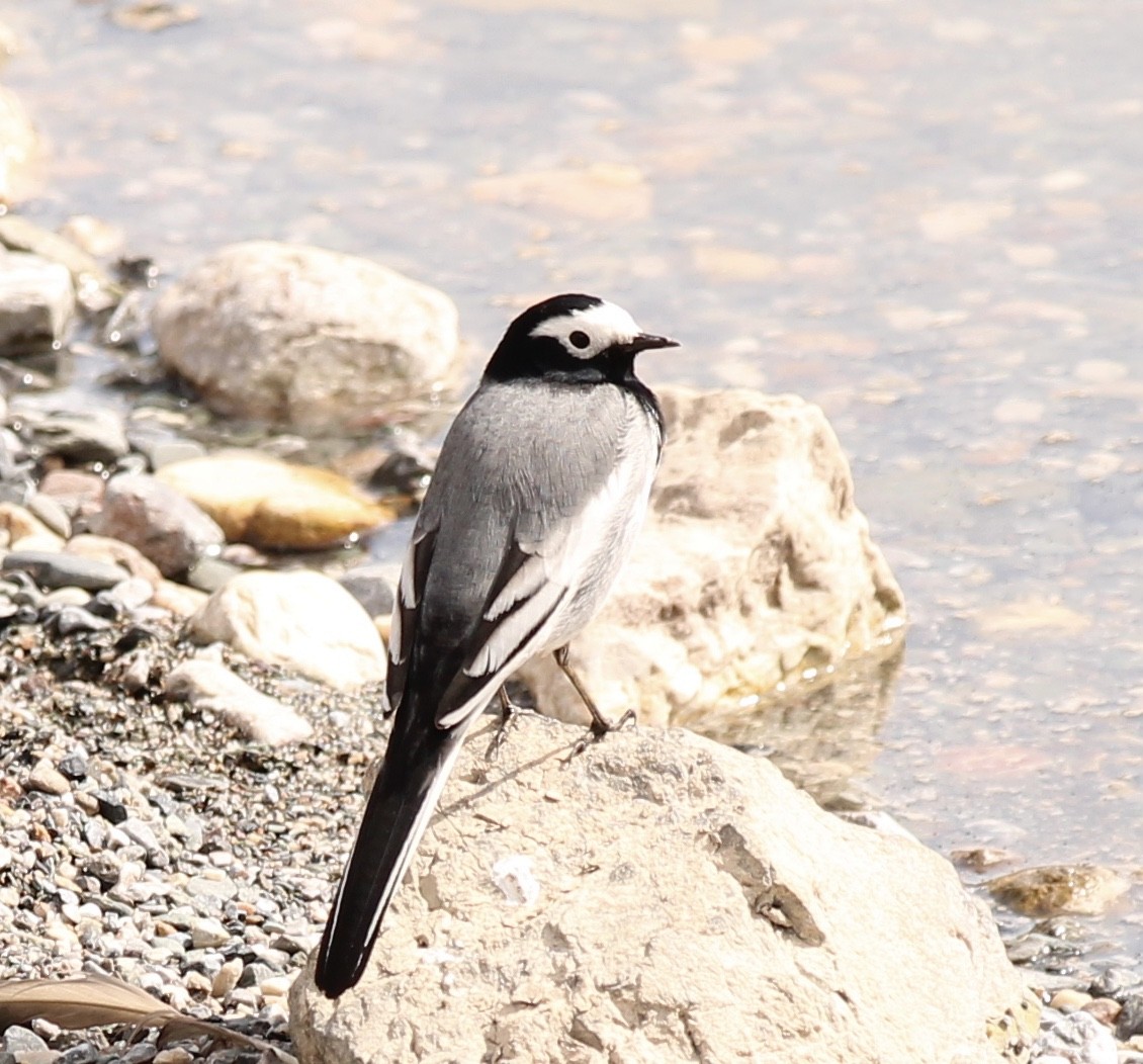 White Wagtail (Masked) - ML549675651