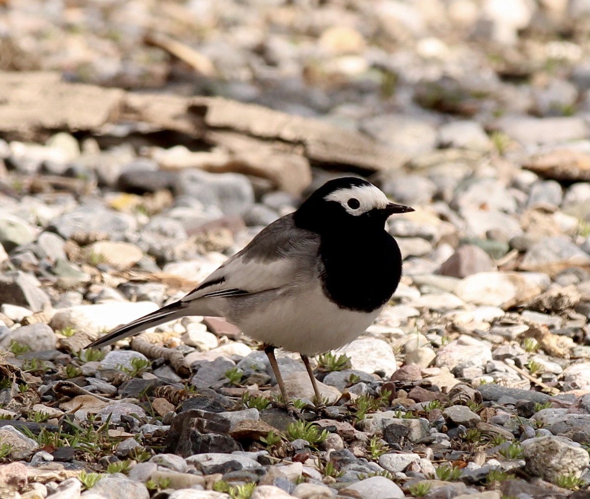 White Wagtail (Masked) - ML549675661