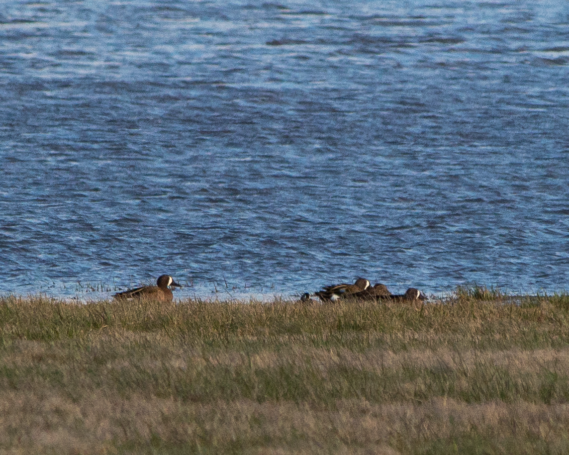 Blue-winged Teal - ML549676451