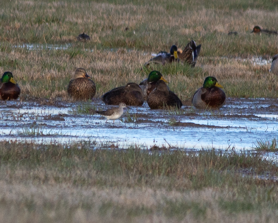 American Black Duck - ML549676461