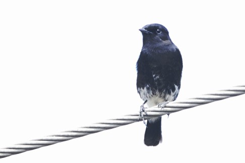 Pied Bushchat - Amitava Dutta