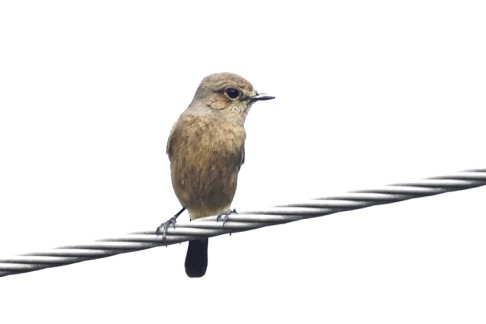 Pied Bushchat - Amitava Dutta