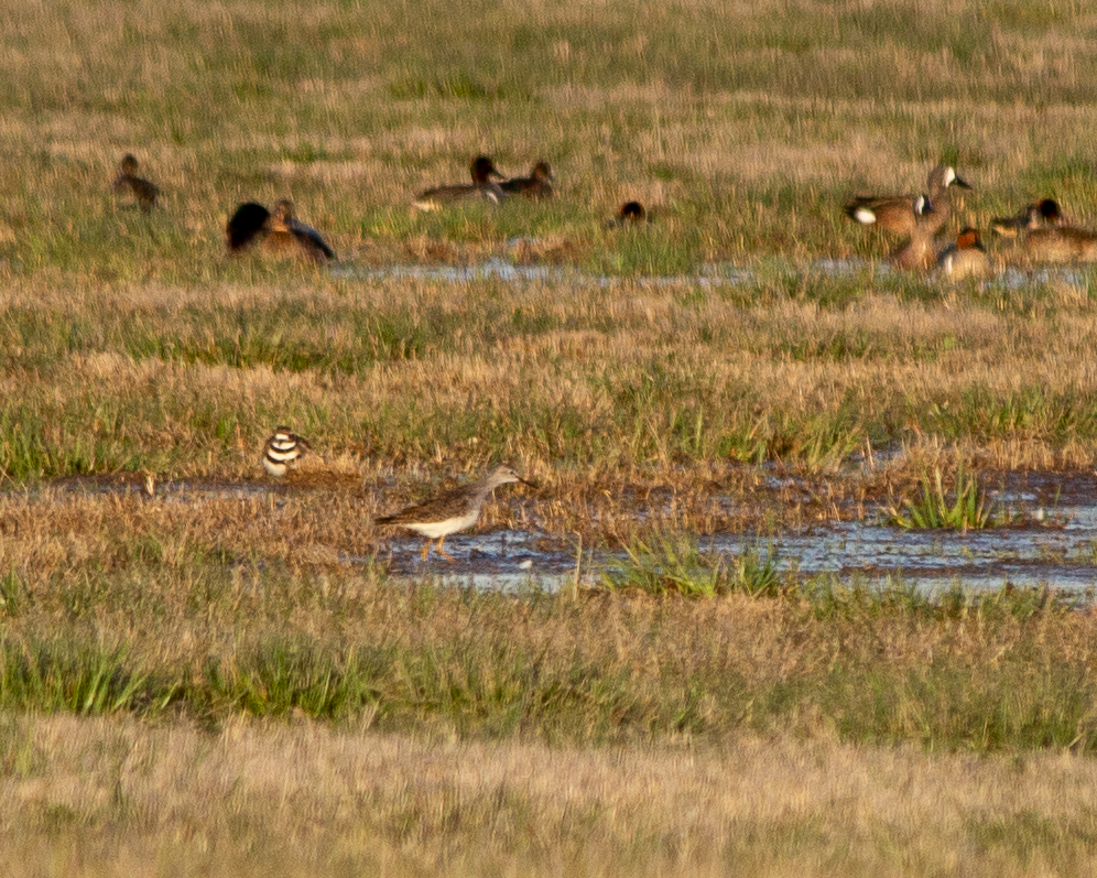 Lesser Yellowlegs - ML549676491