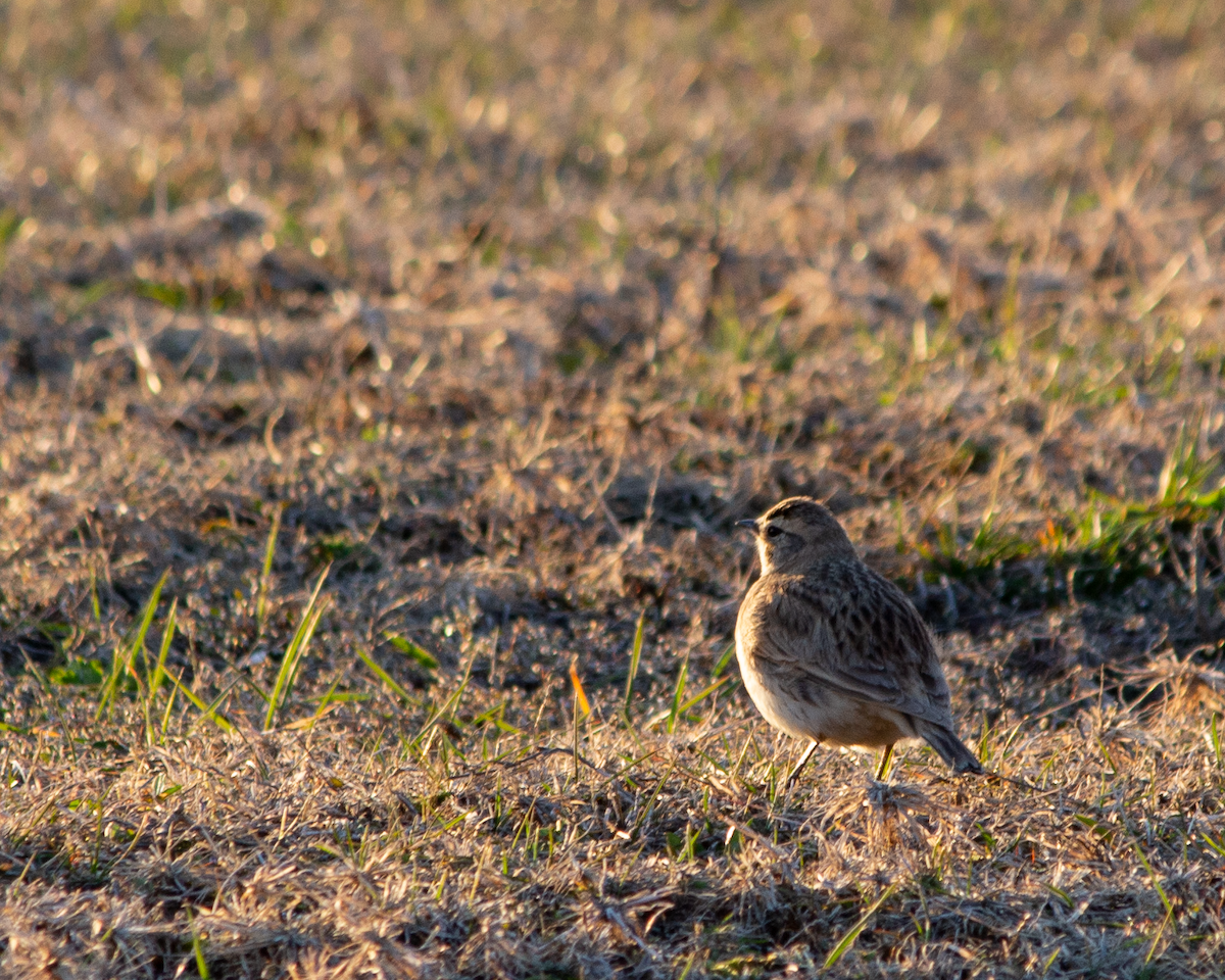 Horned Lark - ML549676541