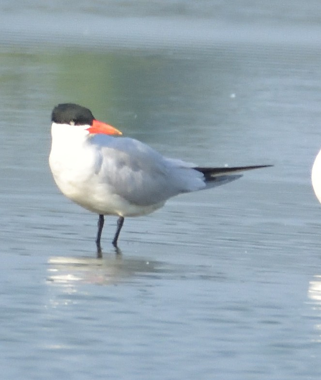 Caspian Tern - ML549677181