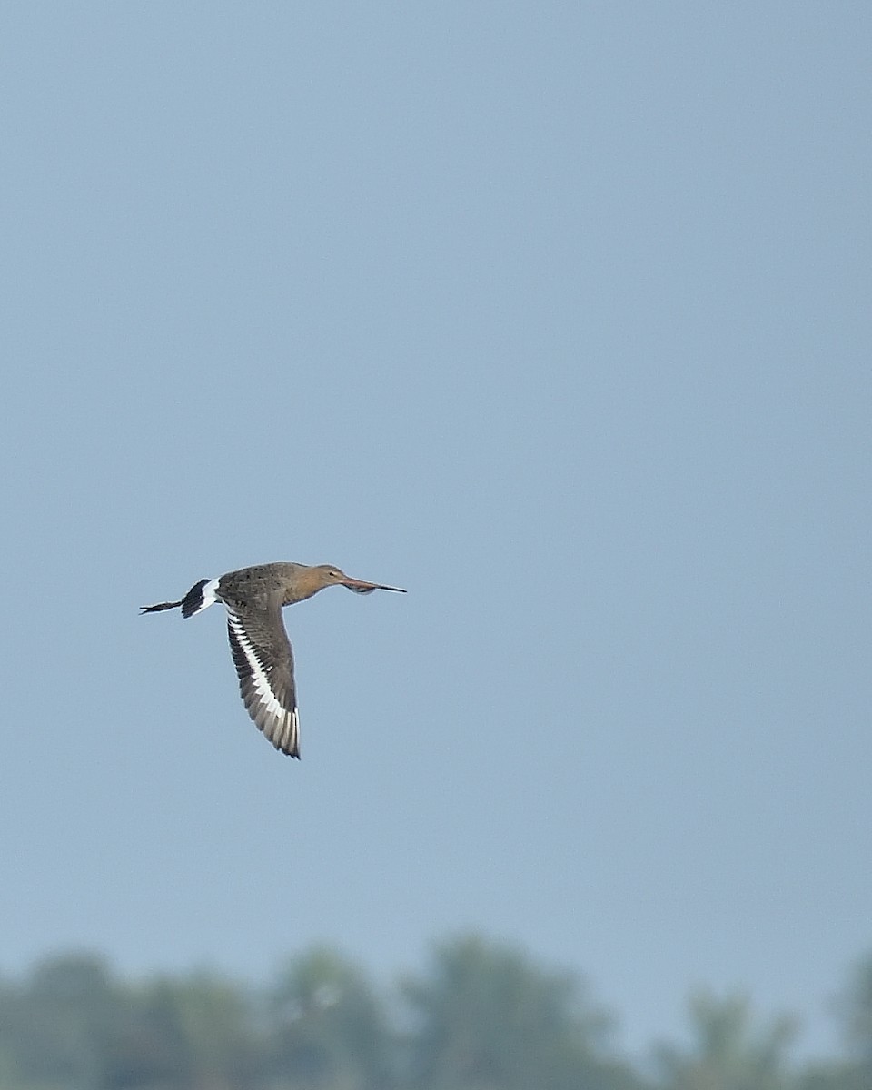Black-tailed Godwit - Mohan C P