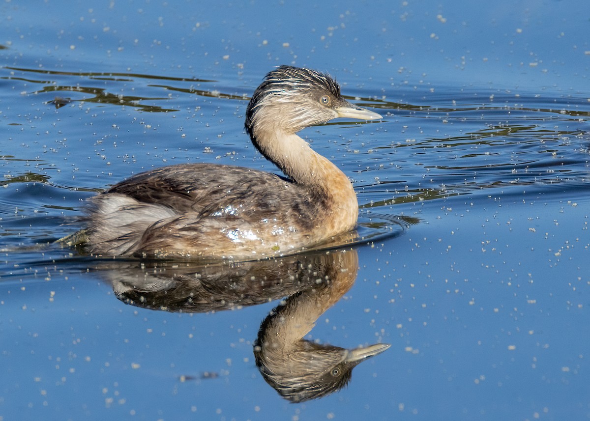 Hoary-headed Grebe - ML549678521