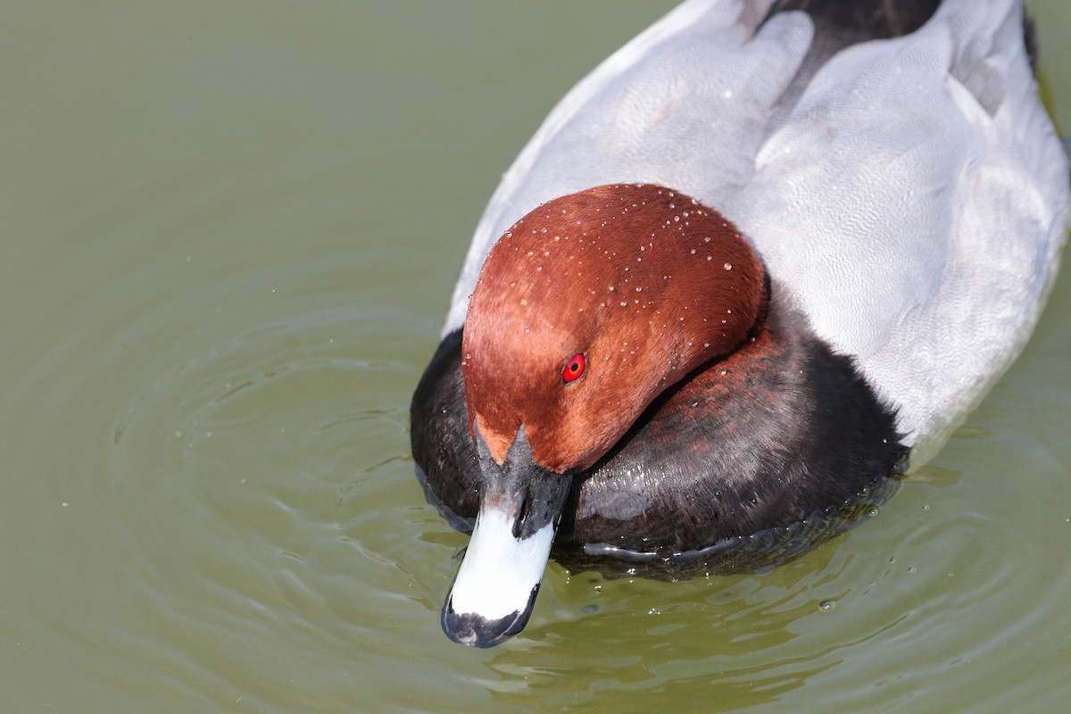 Common Pochard - ML549678971