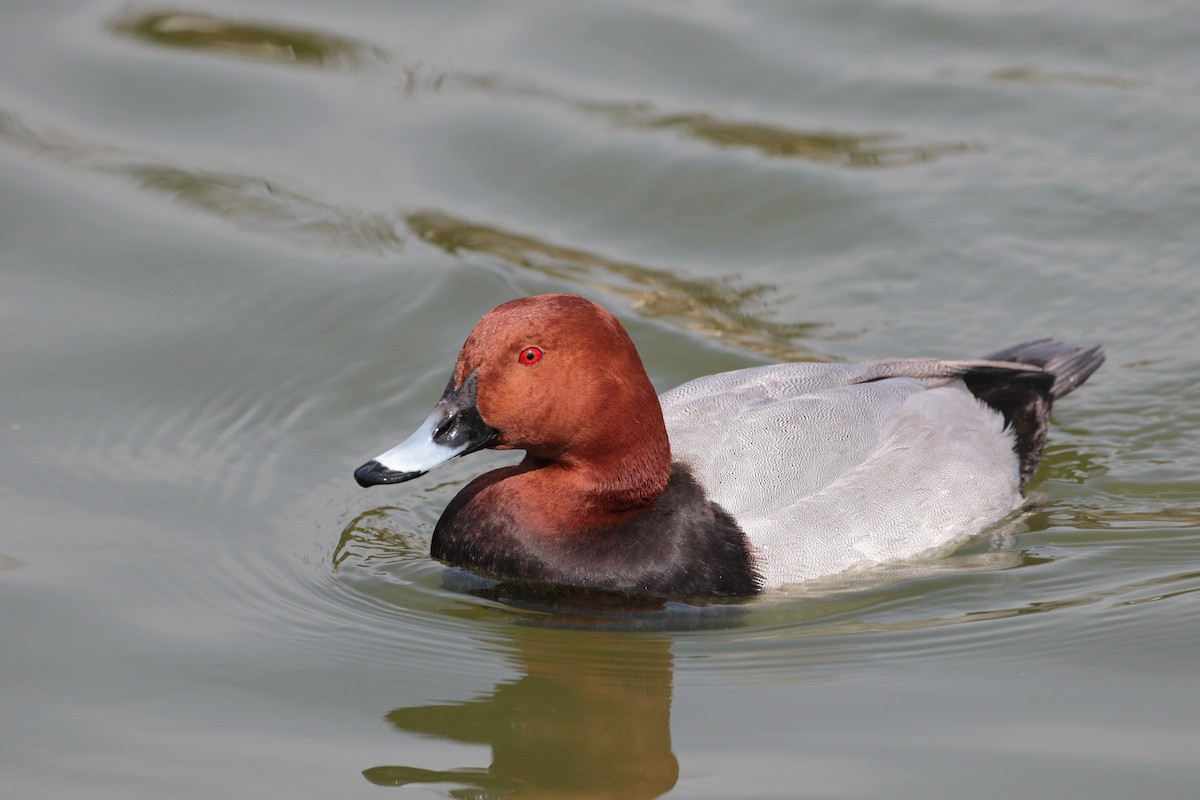 Common Pochard - ML549678981