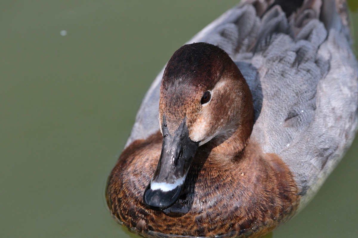 Common Pochard - ML549679011