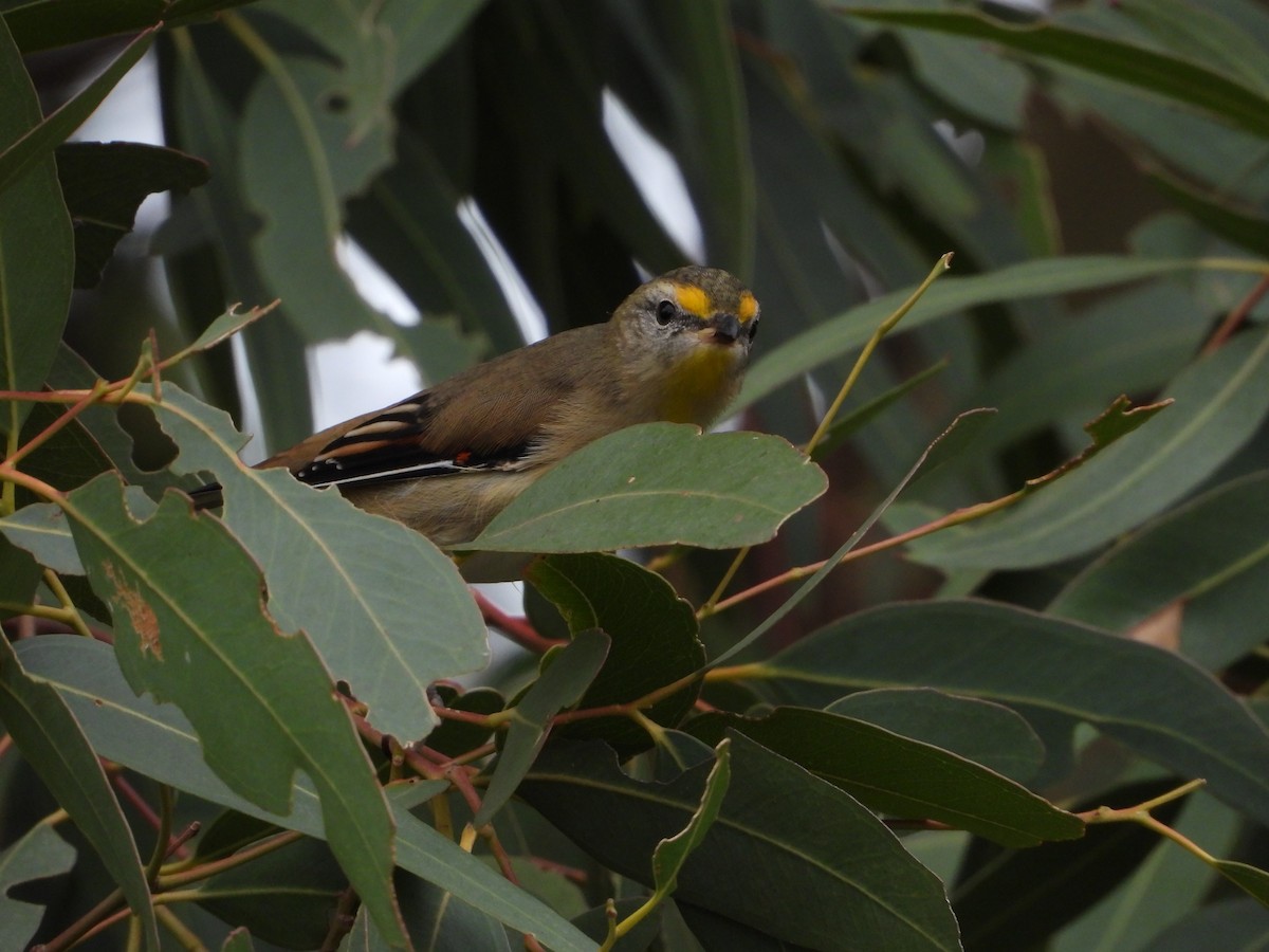 Striated Pardalote - ML549679531