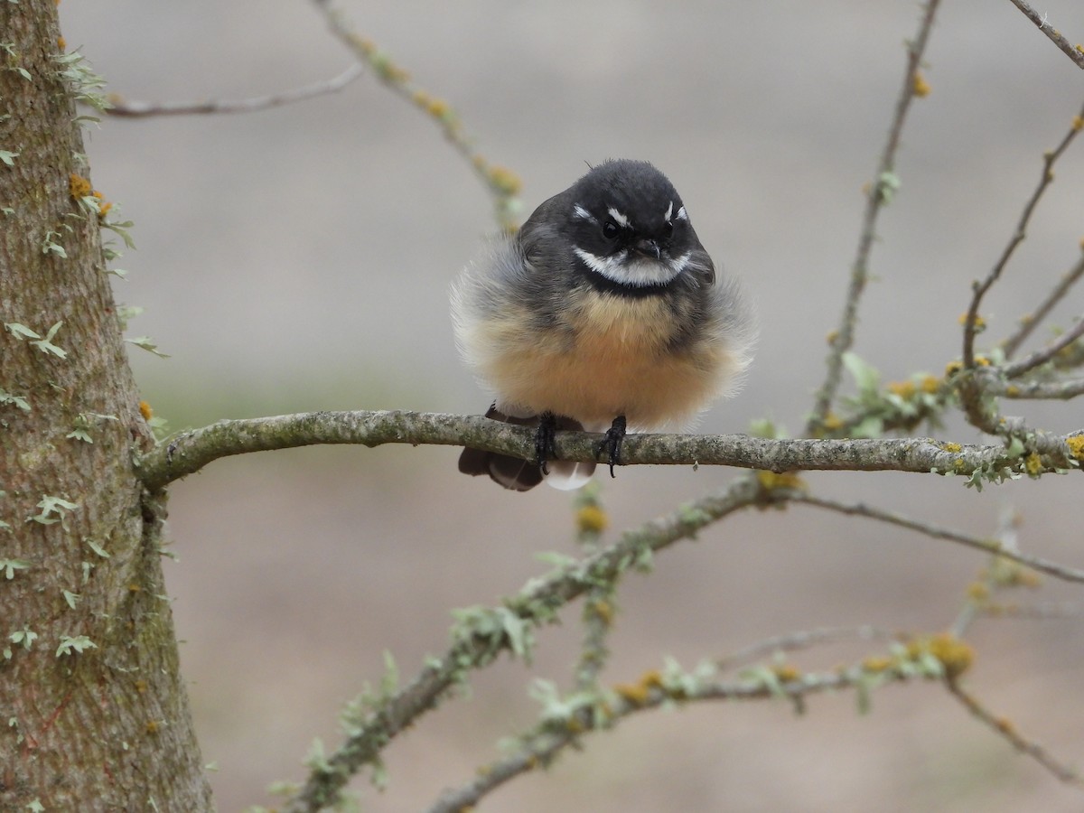 Gray Fantail - troy and karyn zanker