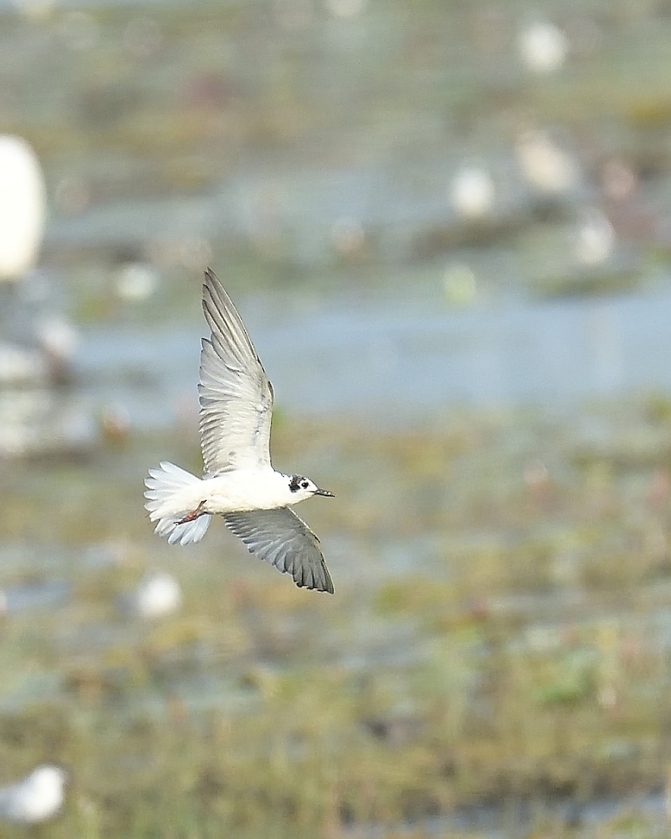 White-winged Tern - Mohan C P