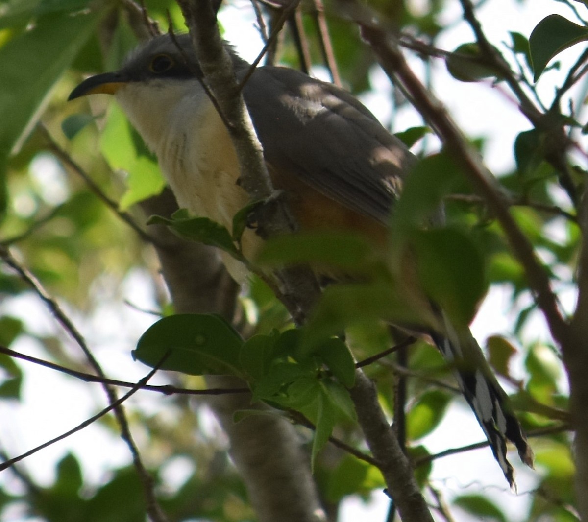 Mangrove Cuckoo - ML54968061
