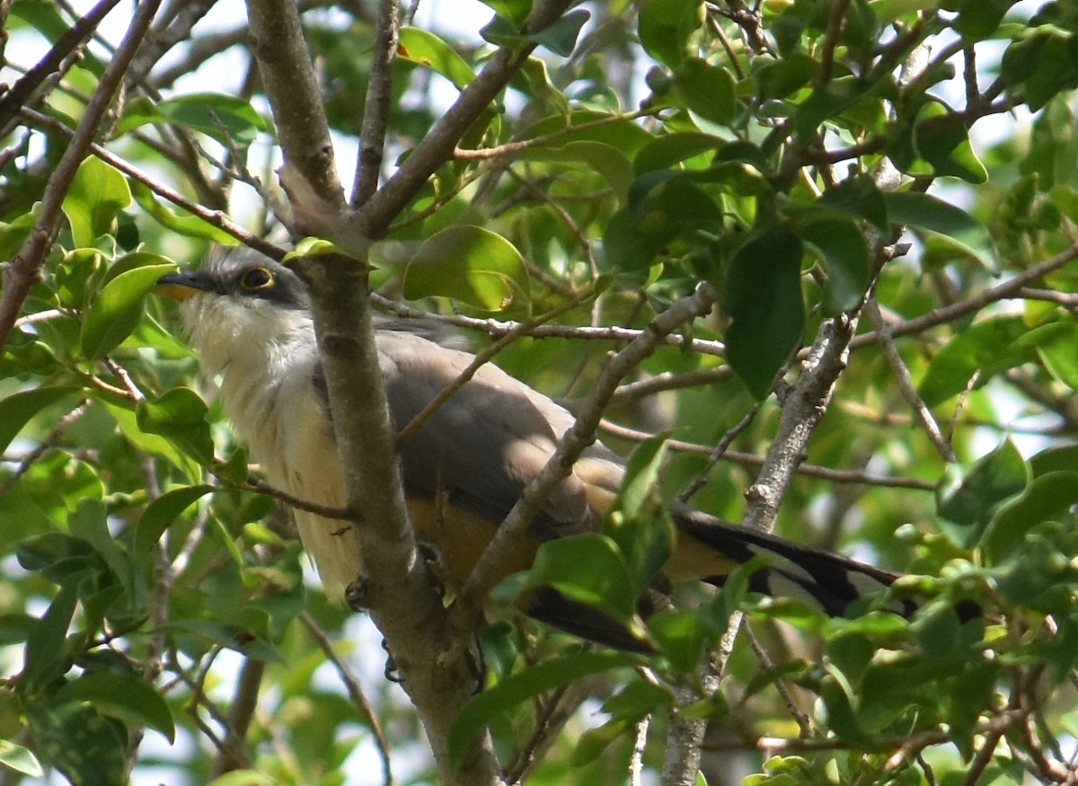 Mangrove Cuckoo - ML54968071