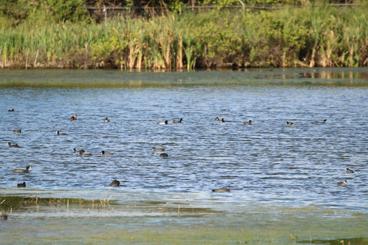 Lesser Scaup - ML549680911