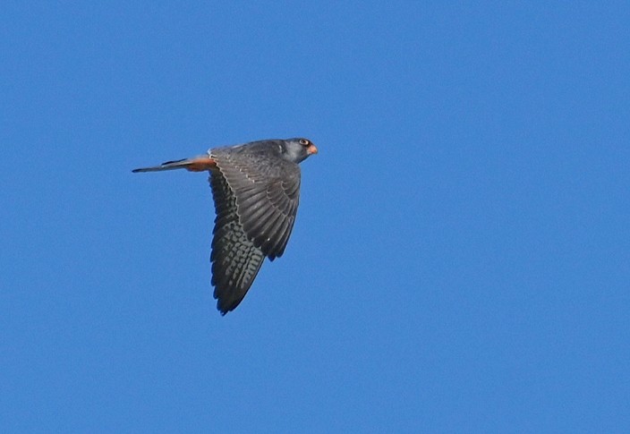 Amur Falcon - ML549681551