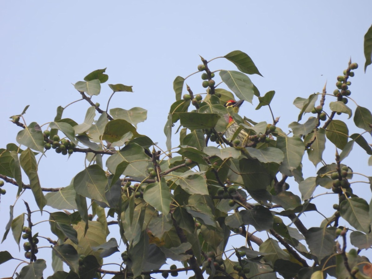 Coppersmith Barbet - ML549681931