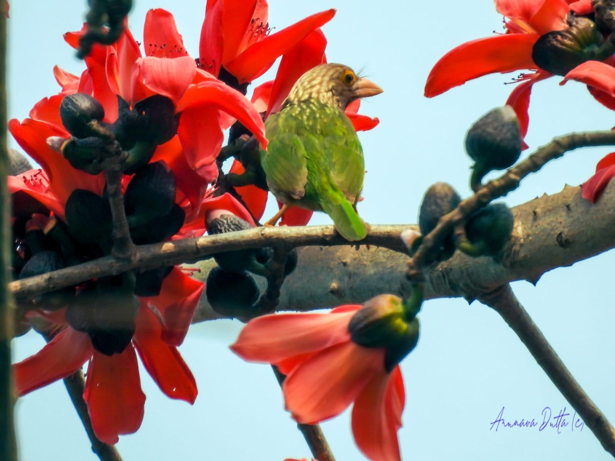 Lineated Barbet - Amitava Dutta