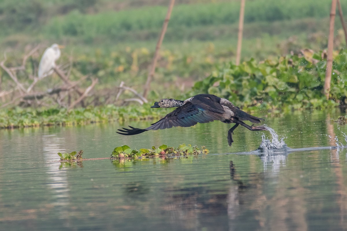 Knob-billed Duck - ML549683331