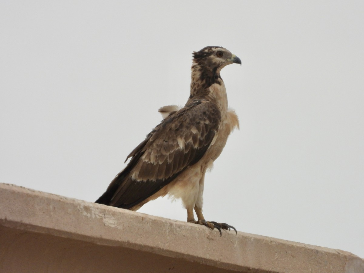 Oriental Honey-buzzard - ML549684091