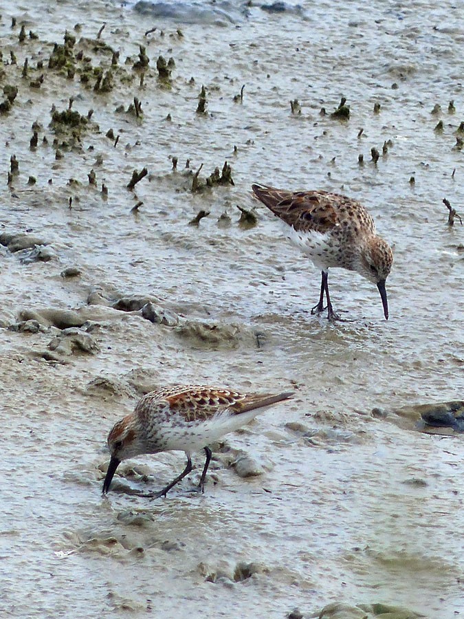 Western Sandpiper - ML54968491