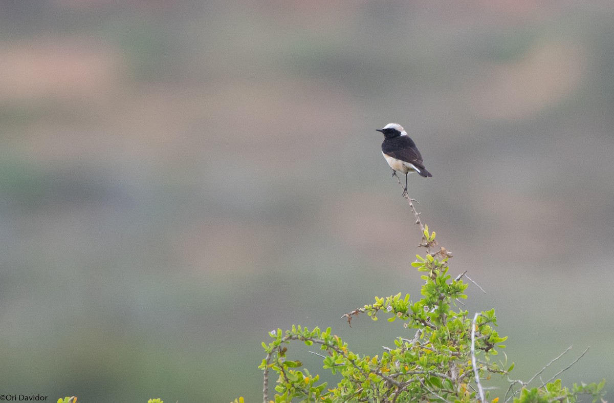 Cyprus Wheatear - ML549685701